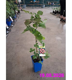 Rubus loga. 'Loganberry' RP 1,6 L